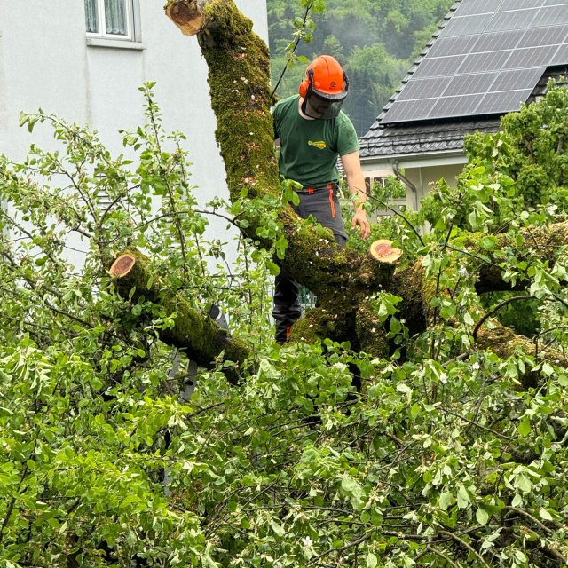 Rodungsarbeiten